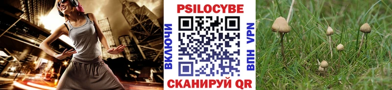 закладка  Михайловка  Псилоцибиновые грибы Magic Shrooms 